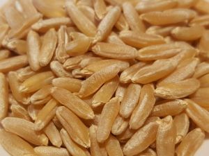 Organic Wheat Seeds