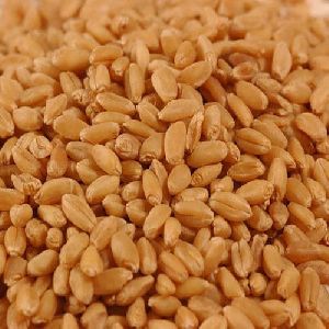 Sharbati Wheat Seeds