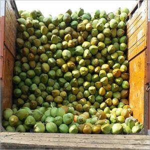 Fresh Tender Coconut