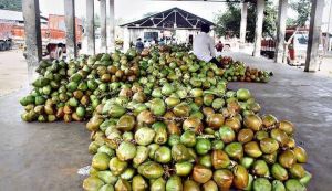 Pure Tender Coconut