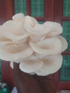 Oyster Mushroom