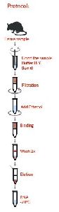 Tissue RNA Isolation Kit