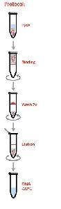 Yeast & Fungal DNA Isolation Kit