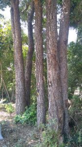 Red Sandalwood Plants