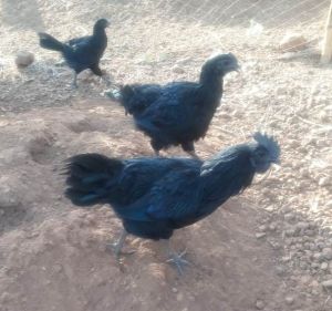 Kadaknath Chicken