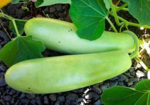 Organic Bottle Gourd