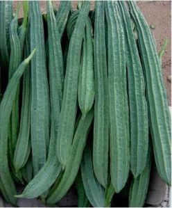 Organic Ridge Gourd