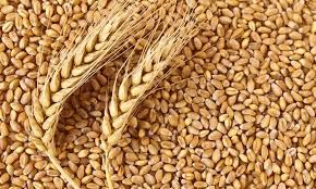 whole wheat seeds