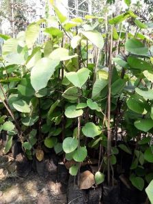 Red Sandalwood Plants