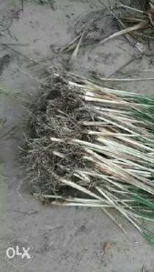 Lemon Grass