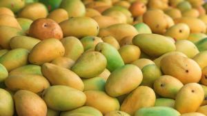 Fresh Kesar Mango