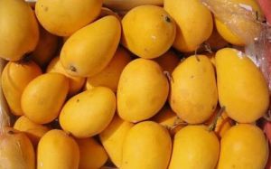 Pure Kesar Mango