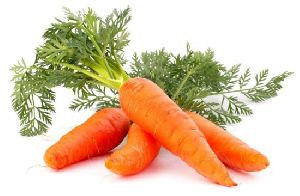 Fresh Carrot