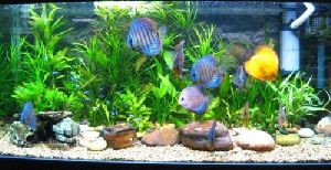 tropical fish aquarium