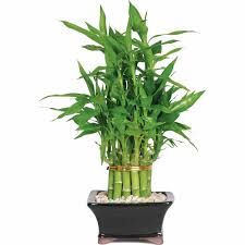 Bamboo Plant