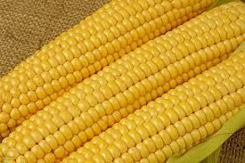 Maize