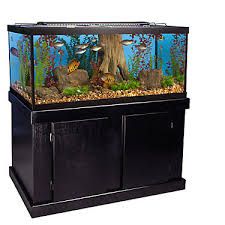 Fish Aquarium