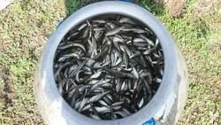 Mrigal Fish Seeds