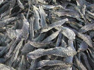 Tilapia Fish Seeds