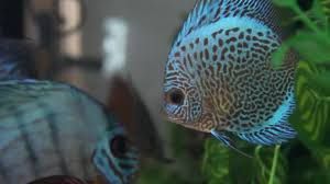 Discus Stock Fish