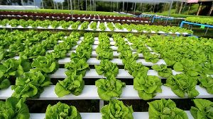 butterhead lettuce