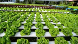 Fresh Butterhead Lettuce