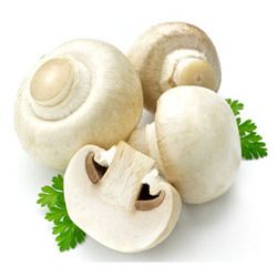 Fresh Button Mushroom