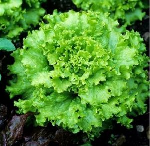 Fresh Grand Rapid Lettuce