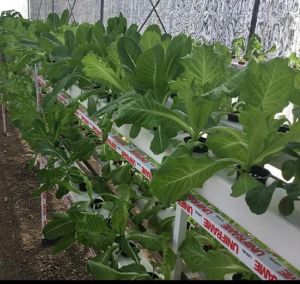 Fresh Green Leafy Lettuce