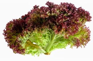 Fresh Lollo Rosso Lettuce