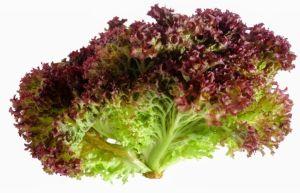 lollo rosso lettuce