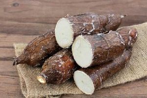 Tapioca Root