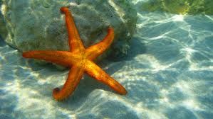 starfish