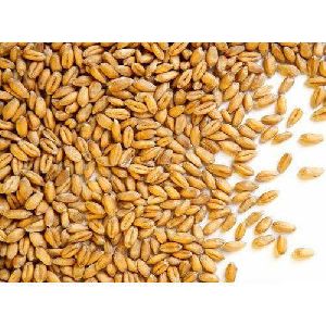 natural wheat seeds