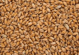 whole wheat seeds