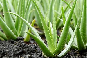 Fresh Aloe Vera Plant