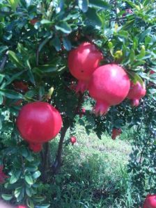 Pomegranate