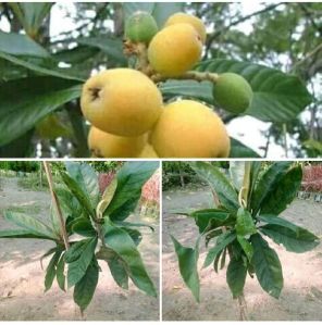 Loquat Fruit Plant