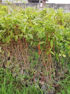 Mahogany Plant