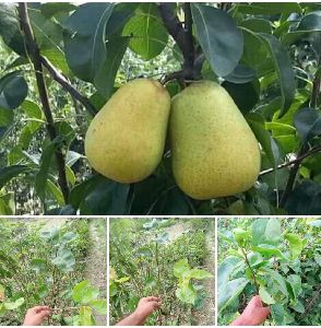 Pear Fruit Plant