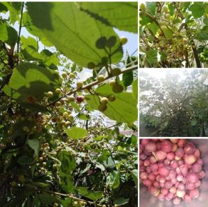 Phalsa Fruit Plant