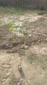 Purple Mango Plant