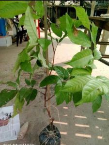 Rambutan Fruit Plant