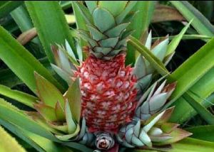 Red Pineapple Plant