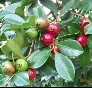 Strawberry Guava Plant