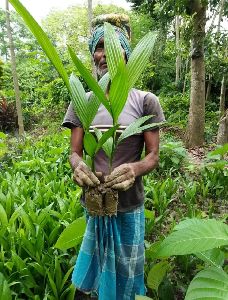 Supari Plant