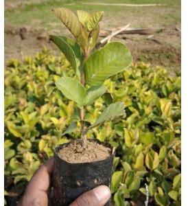 Taiwan Pink Guava Plant