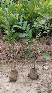 Taiwan White Guava Plant