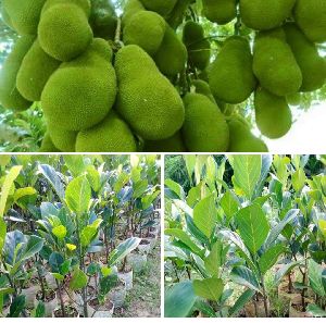 Thai Jackfruit Plant