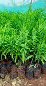 White Sandalwood Plant